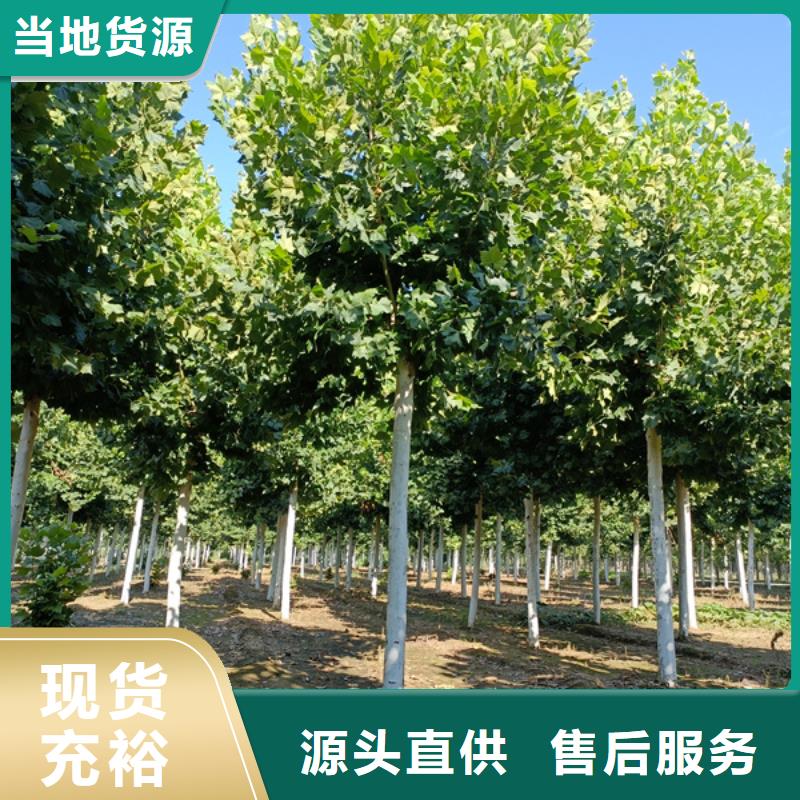 法桐秋紫白蜡来图定制量大从优有口皆碑
