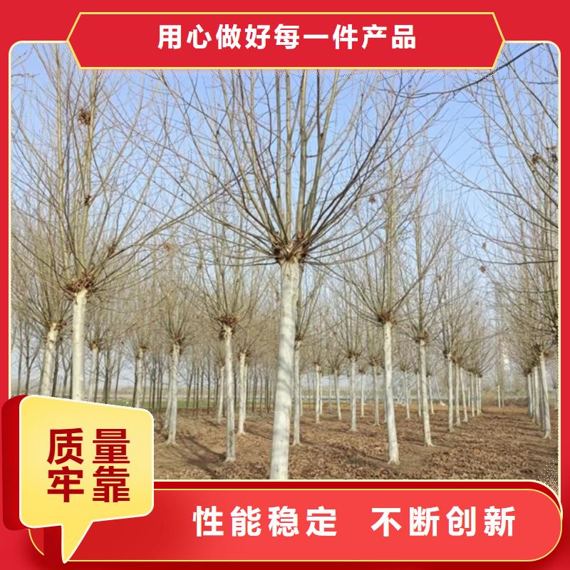 宝鸡18公分法桐价格欢迎电询法桐