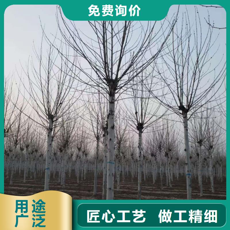 优质速生法桐的厂家快速发货