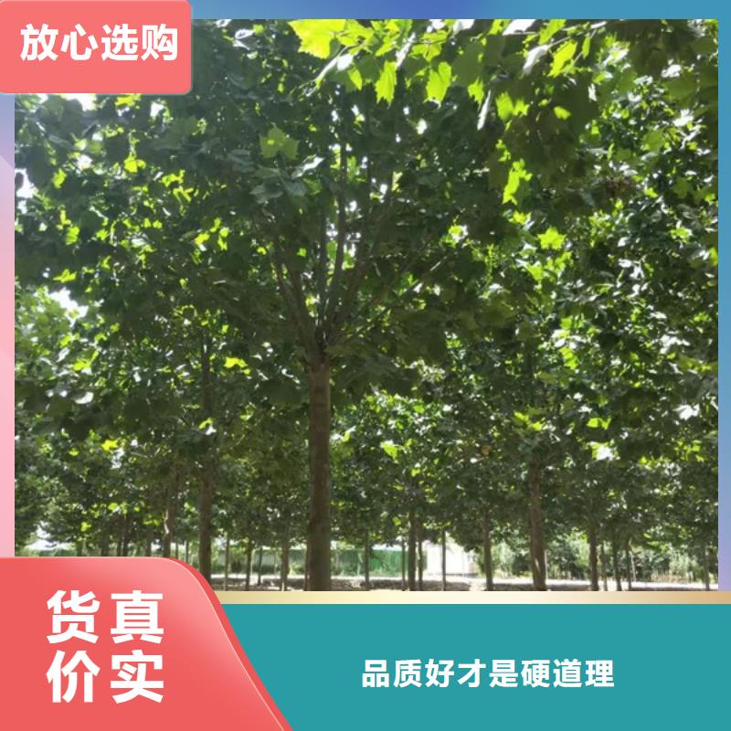 法桐【國槐】工廠直營專業(yè)生產(chǎn)設(shè)備