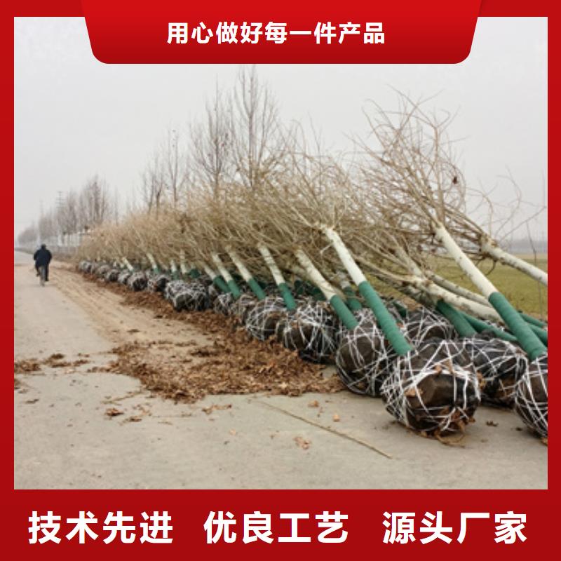 造型法桐品质优越本地品牌