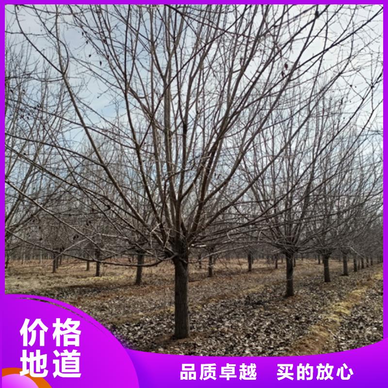 供應(yīng)法桐的當(dāng)?shù)貜S家同城生產(chǎn)商