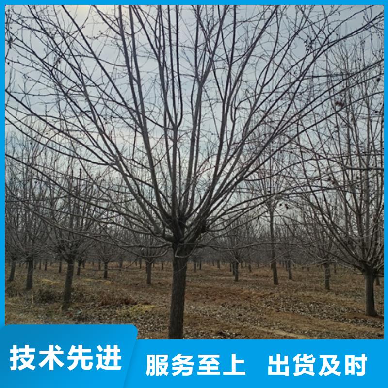 速生法桐品質(zhì)經(jīng)驗(yàn)豐富質(zhì)量放心