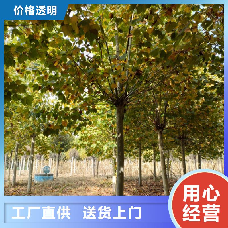 法桐小苗總代直銷適用范圍廣
