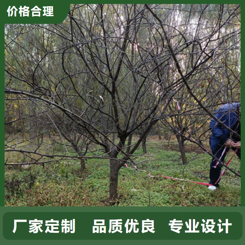 法桐小苗價(jià)格合理苗木基地本地經(jīng)銷商