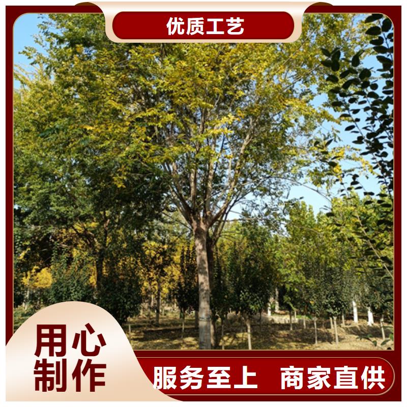 速生法桐貨源充足苗木基地當(dāng)?shù)毓?yīng)商