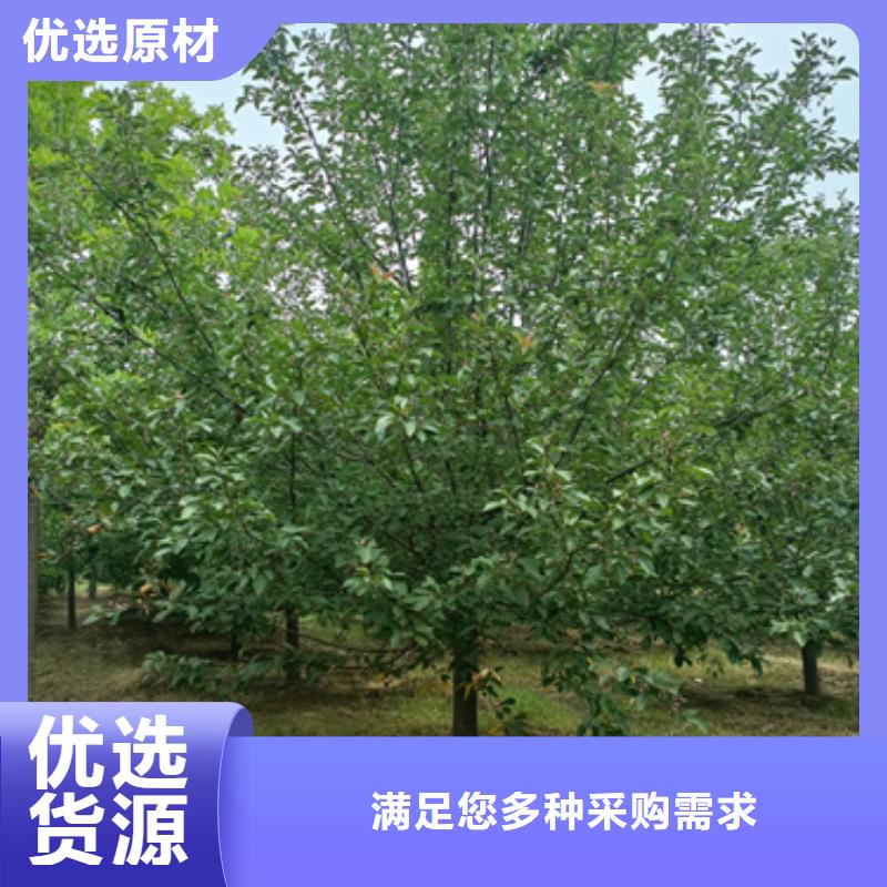 法桐貨真價實綠化苗木細節(jié)決定品質(zhì)