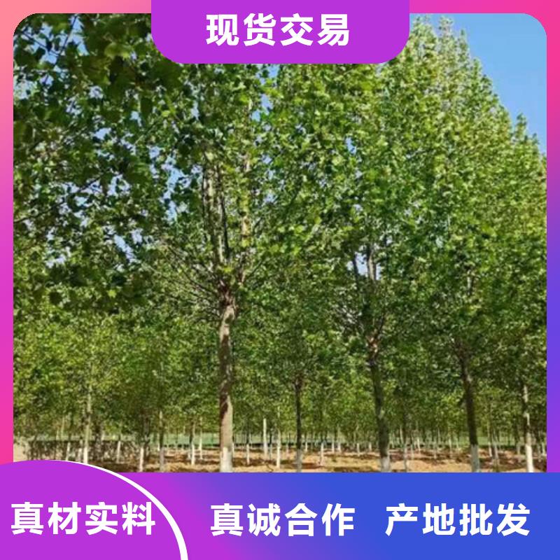 造型法桐公司-加工廠本地品牌