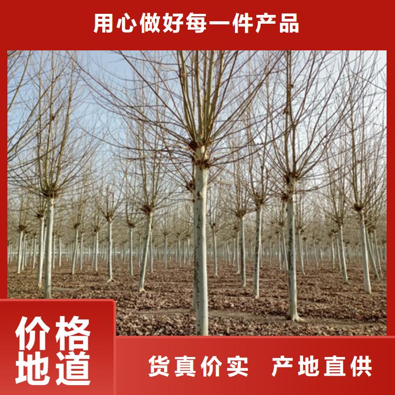 买法桐必看-规格全质检合格发货