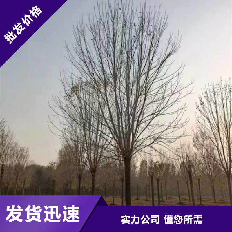 2025性價(jià)比高的#法桐小苗廠家#服務(wù)好常年供應(yīng)