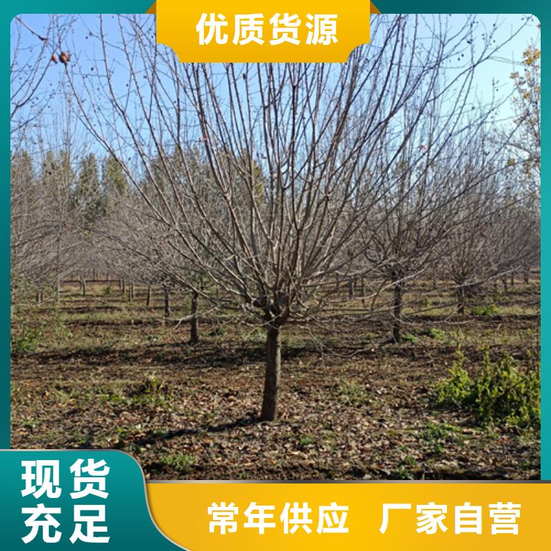 法桐小苗放心選擇綠化苗木適用范圍廣