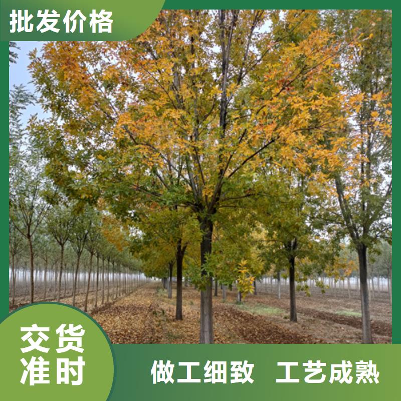 速生法桐_您的要求是我們的追求同城制造商