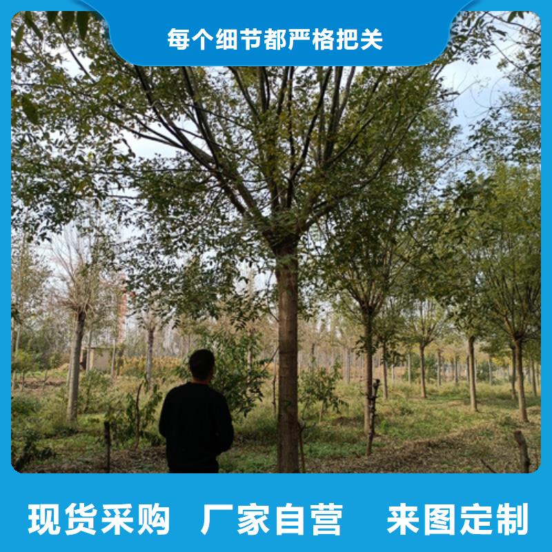 造型法桐现货直销厂家同城经销商