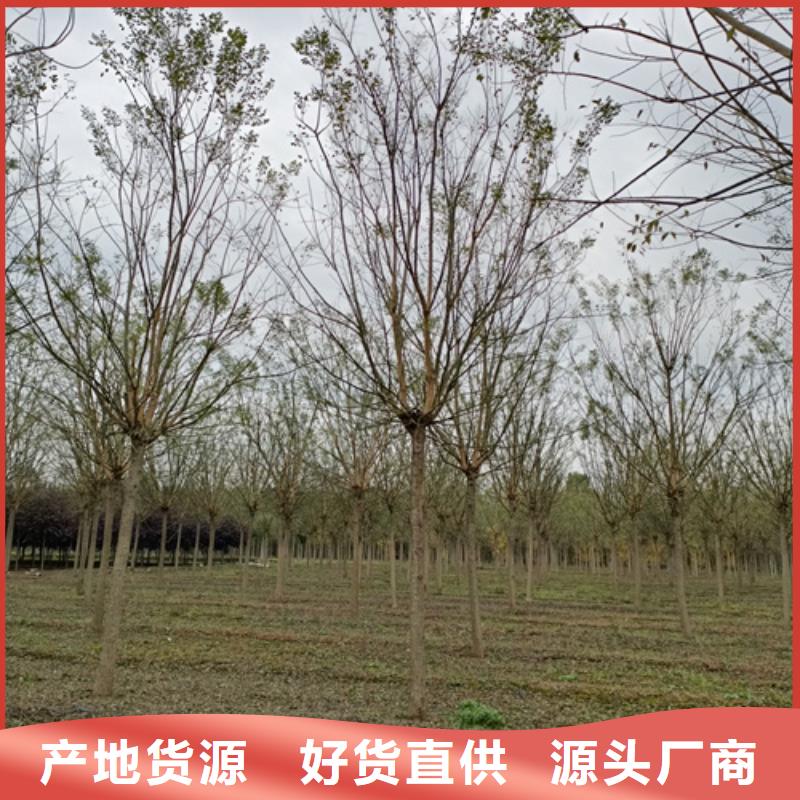 定制法桐_厂家/供应同城供应商