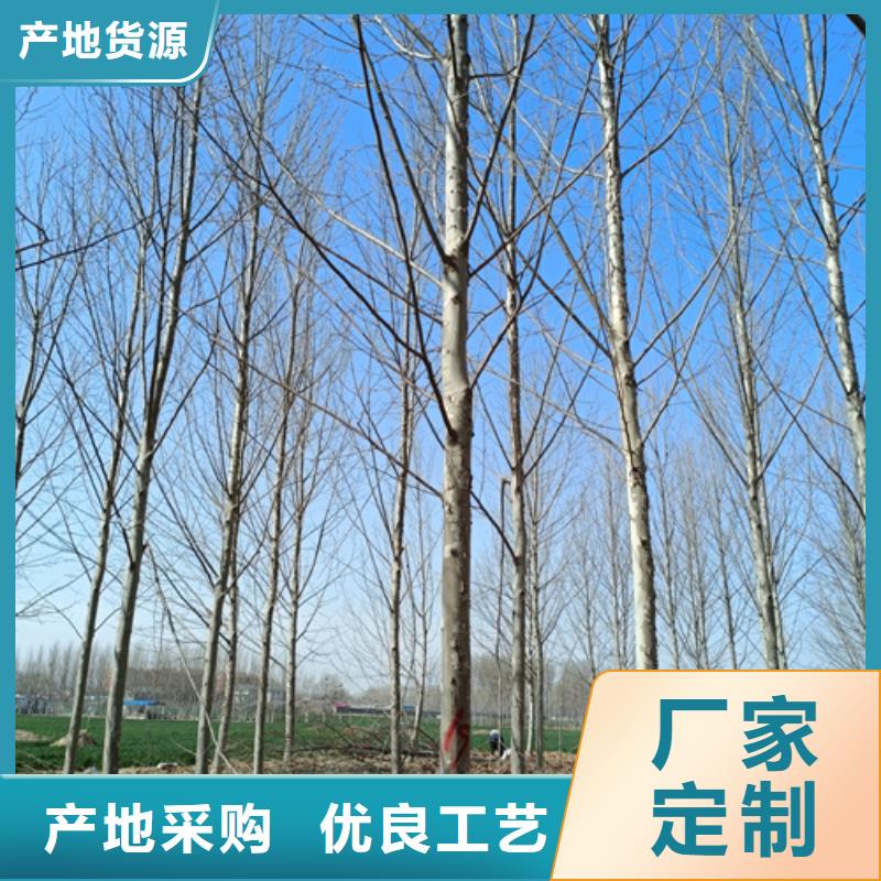 速生法桐贴心售后厂家直销供货稳定