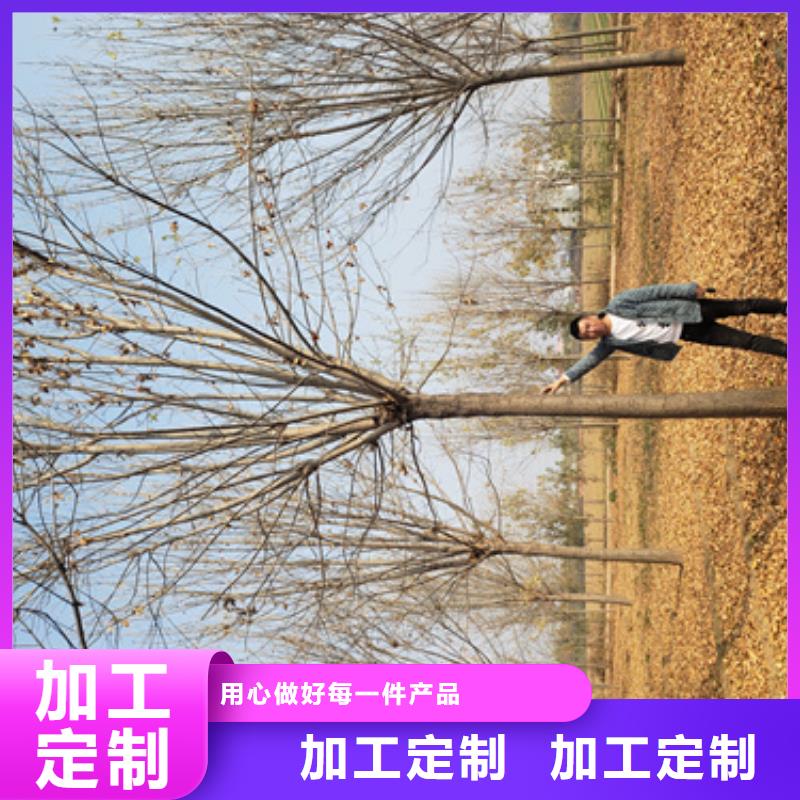 造型法桐、造型法桐廠家-找翌昊苗木種植基地支持定制加工