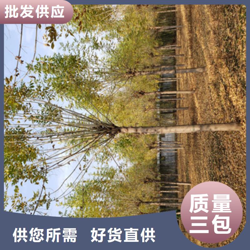 规格全的法桐行情本地厂家同城生产厂家