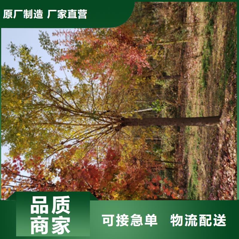 法桐行情厂家资讯源头工厂