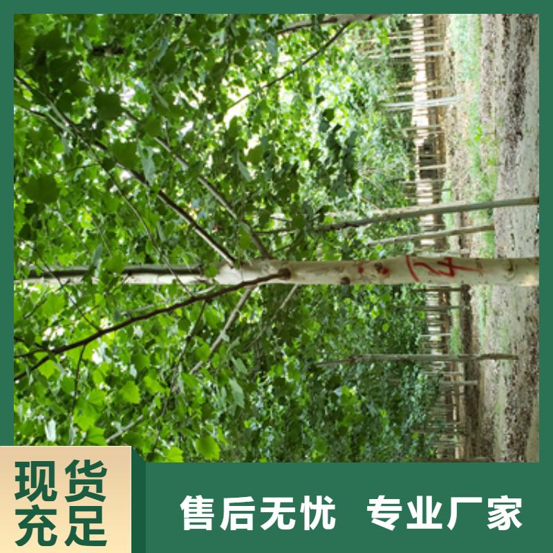 供應(yīng)法桐小苗的公司檢驗(yàn)發(fā)貨