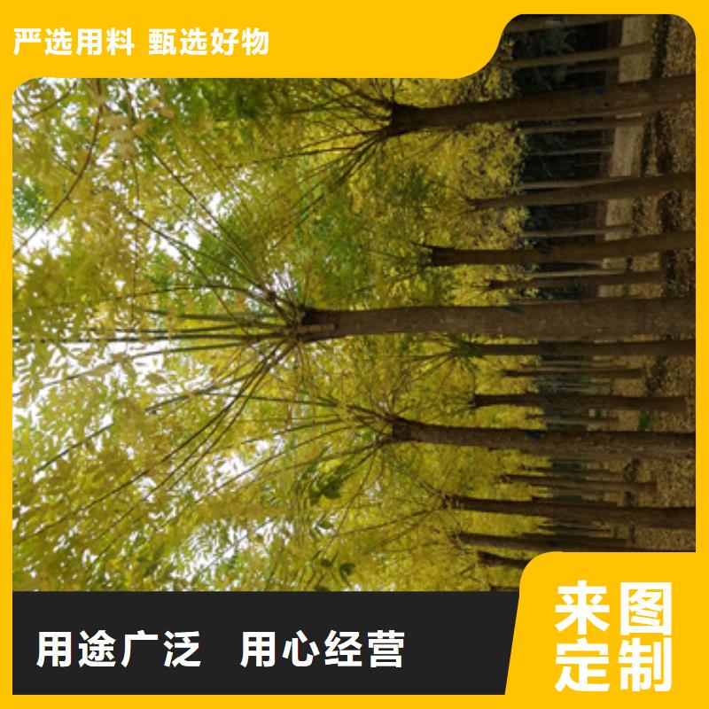 欢迎-速生法桐把实惠留给您