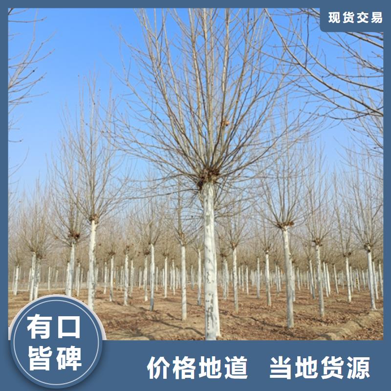 做造型法桐的廠家本地供應(yīng)商