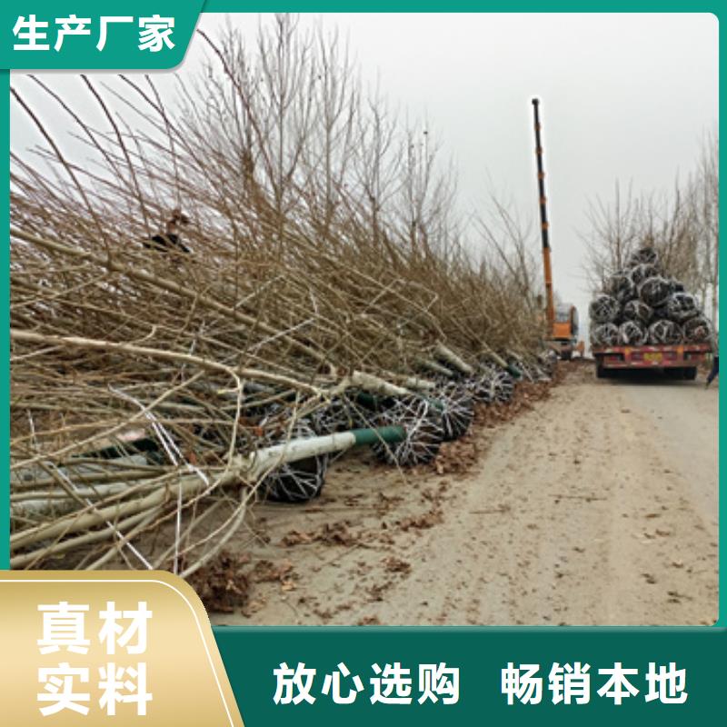 法桐价格种植基地苗木基地当地厂家