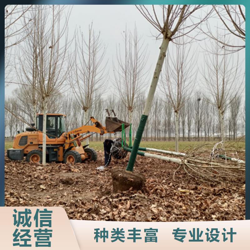 速生法桐多重优惠绿化苗木当地经销商