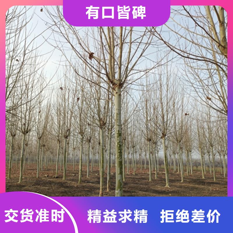 法桐櫻花廠家貨源穩(wěn)定當(dāng)?shù)仄放? /></span></div>
                                </div>
                                <div   id=