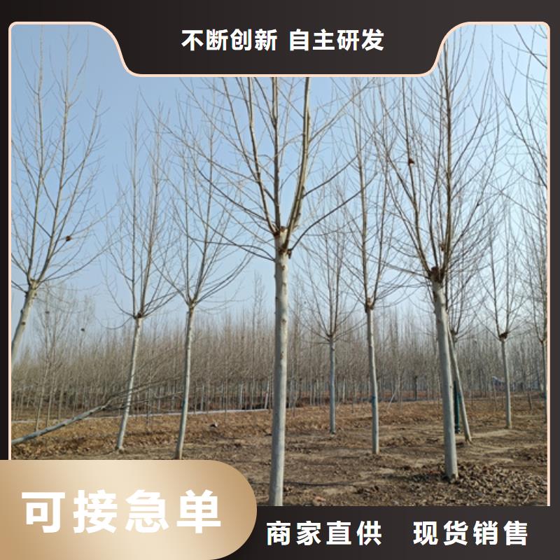 現(xiàn)貨供應(yīng)速生法桐_精選廠家產(chǎn)地直供