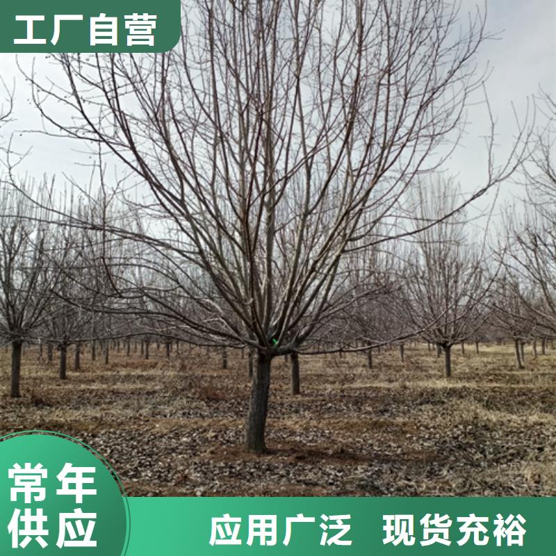 造型法桐|造型法桐-廠家批發(fā)廠家案例