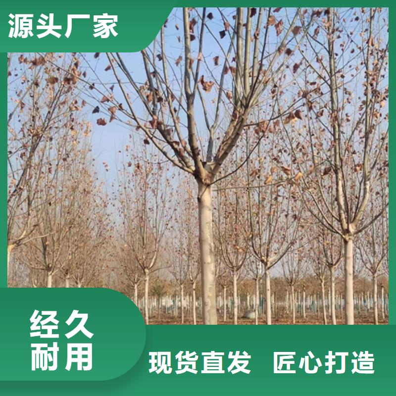 法桐批發(fā)選購實拍品質(zhì)保障