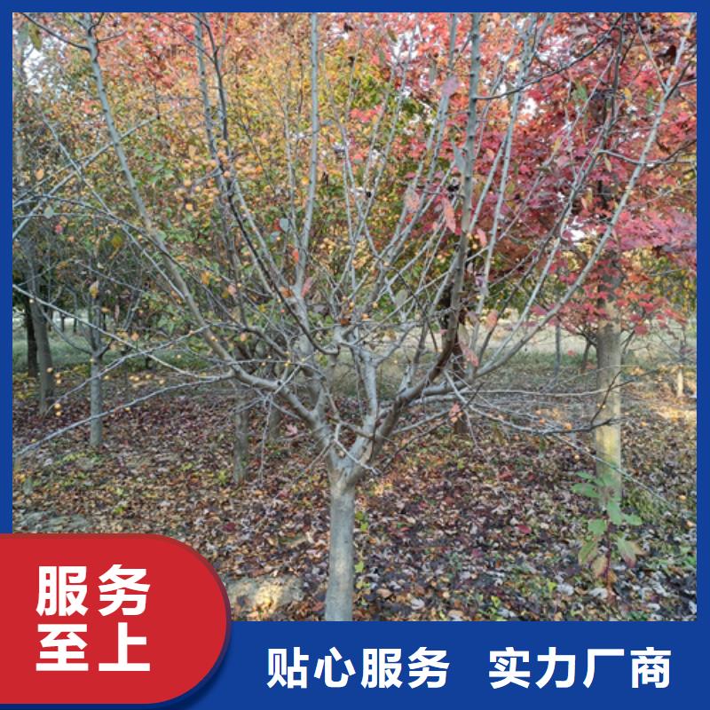 供应法桐_诚信企业本地厂家