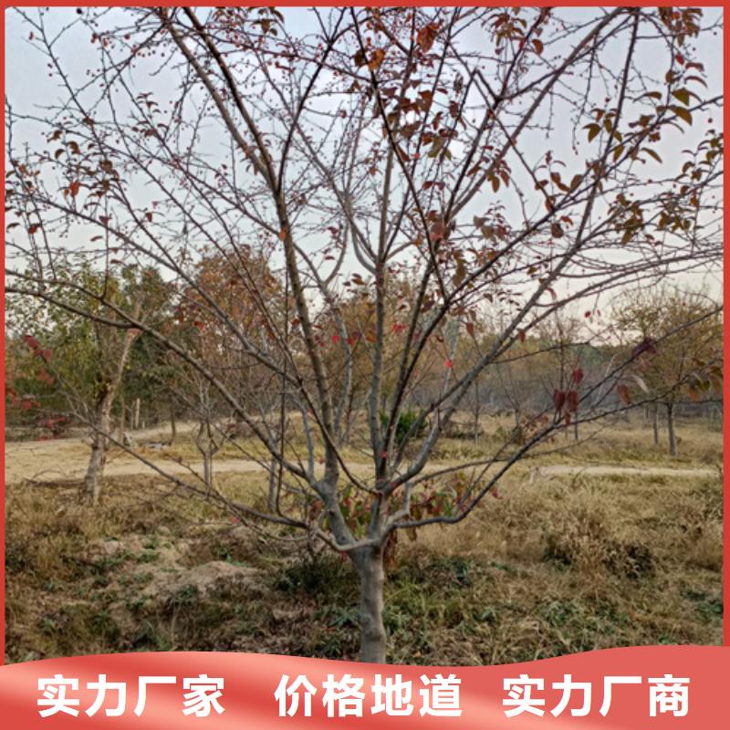 速生法桐【优惠促销】放心得选择