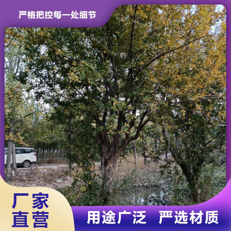 造型法桐优选厂家库存齐全厂家直供
