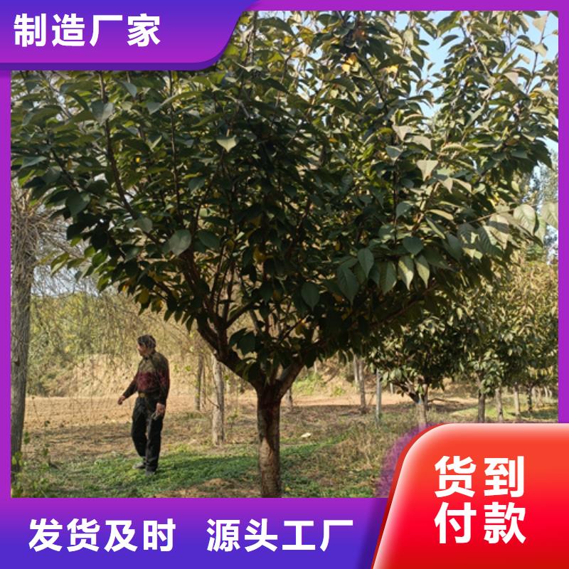 法桐,金葉復(fù)葉槭服務(wù)至上精選好貨