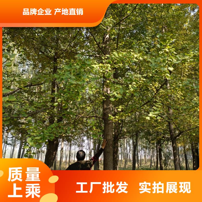 造型法桐生產(chǎn)廠家質(zhì)量過硬廠家案例