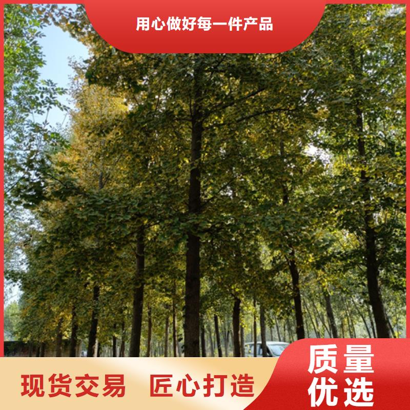 品质保证的速生法桐厂家本地供应商