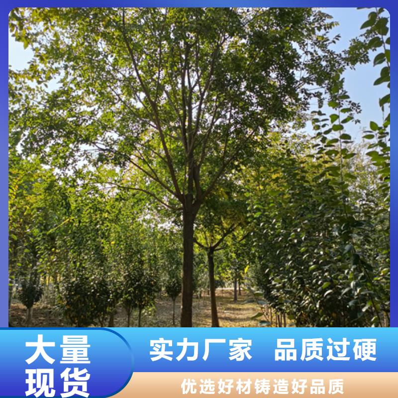 法桐現(xiàn)貨銷售廠家專注細節(jié)更放心