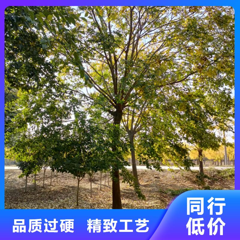 法桐行情十余年廠家產(chǎn)品細(xì)節(jié)參數(shù)