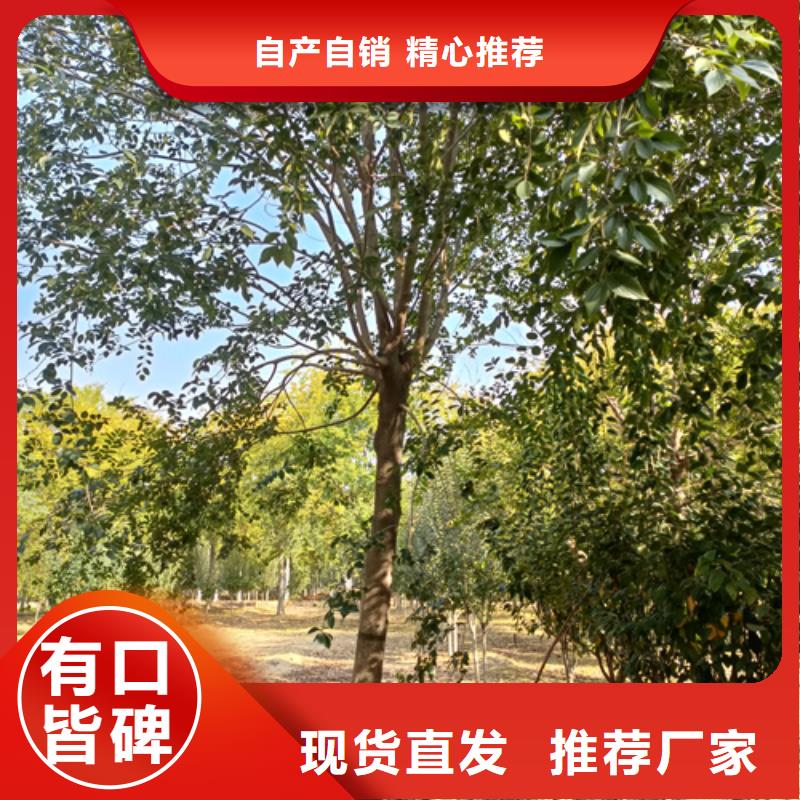 各种规格法桐种植基地绿化乔木一站式采购商