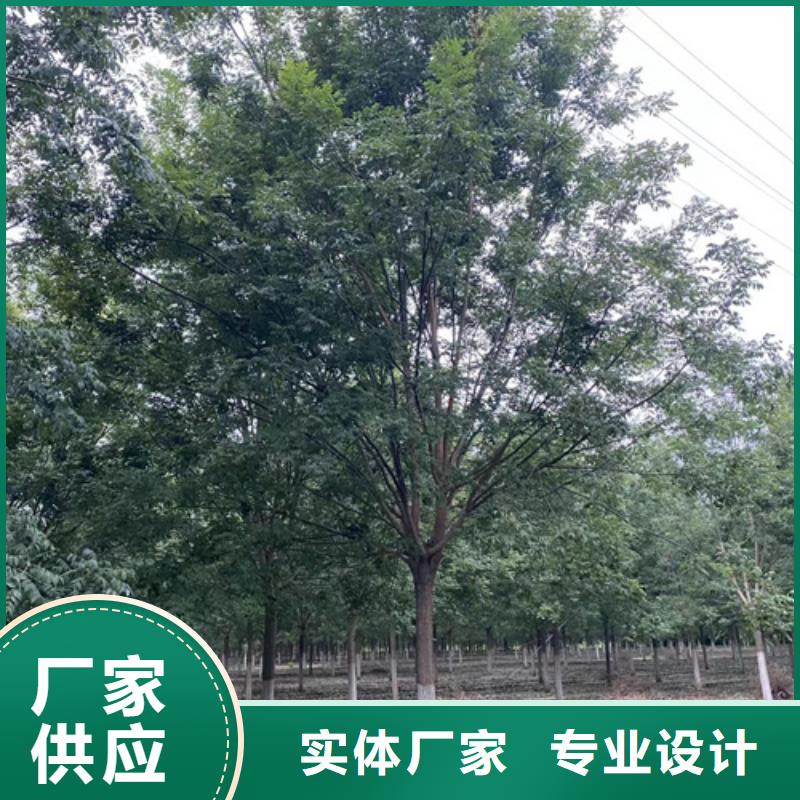 造型法桐-您的优选厂家采购
