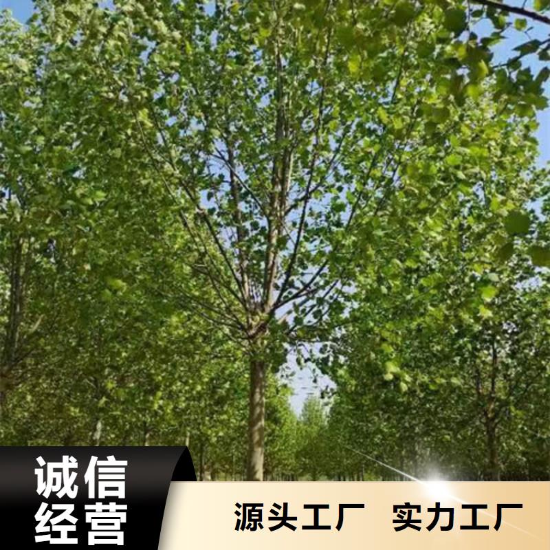 質(zhì)優(yōu)價廉的法桐行情供貨商當?shù)貜S家