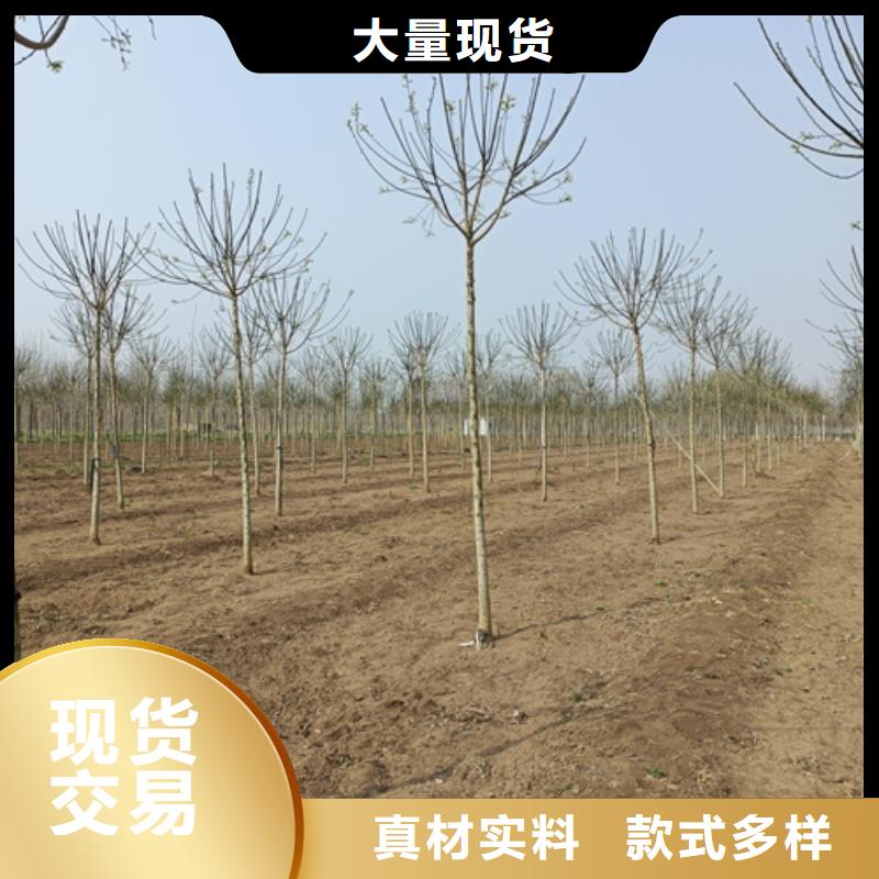 ​批发法桐_实力厂家质量好