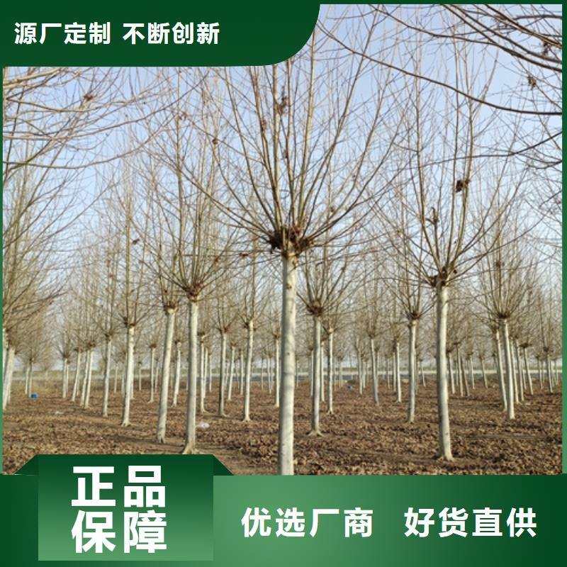 法桐小苗实力雄厚为您精心挑选