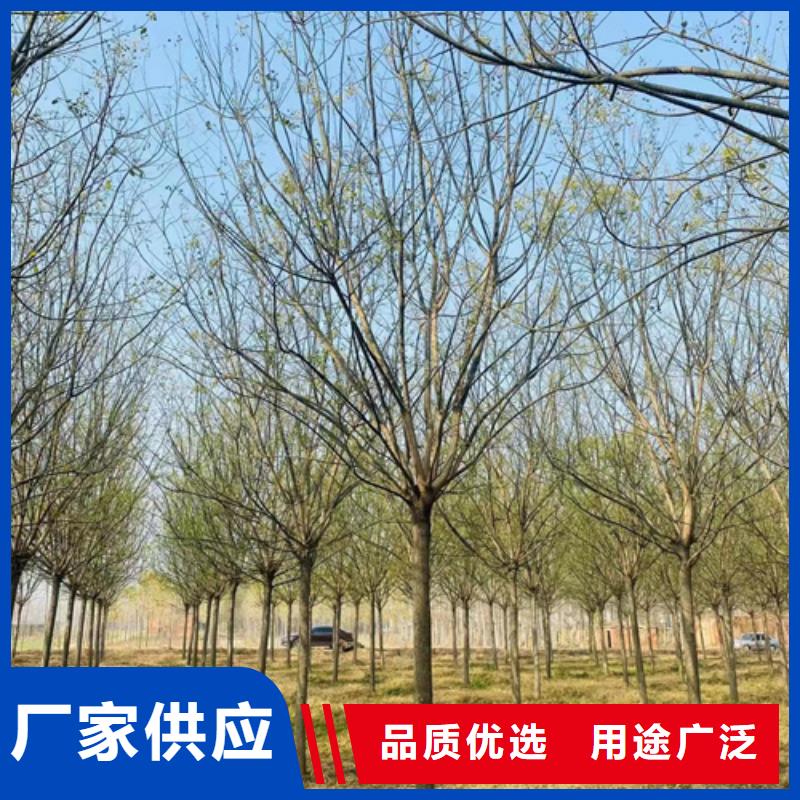 現(xiàn)貨供應(yīng)速生法桐_批發(fā)速生法桐供貨及時