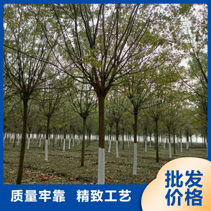 法桐價(jià)格擇優(yōu)苗木基地廠家貨源