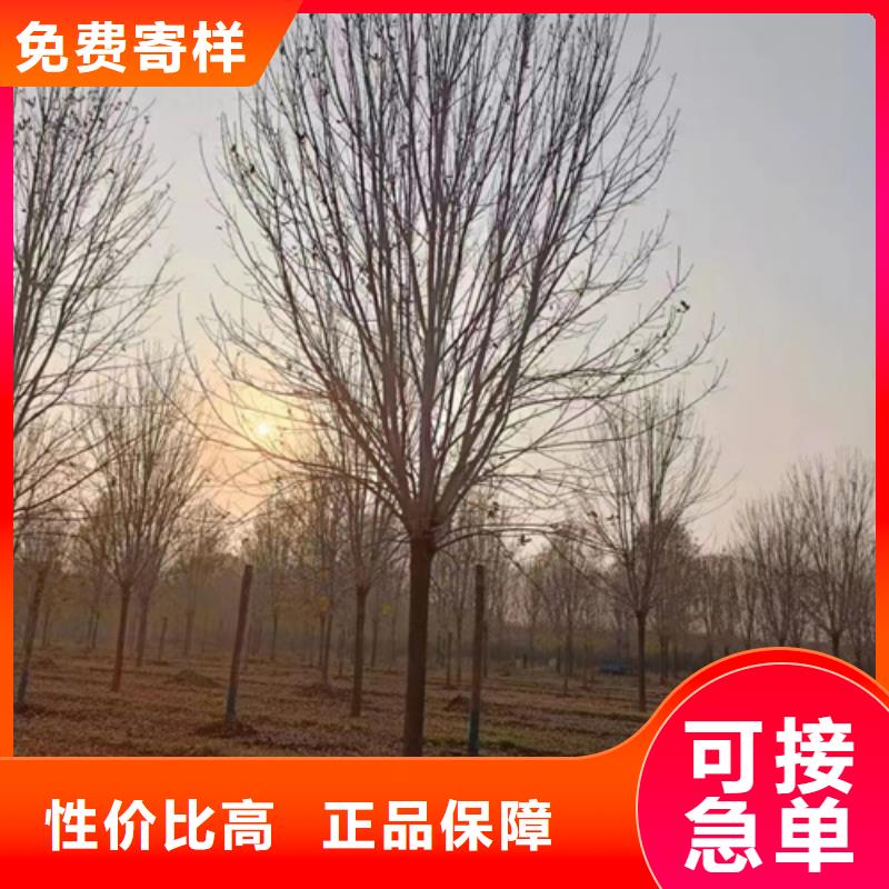 法桐诚信经营本地服务商