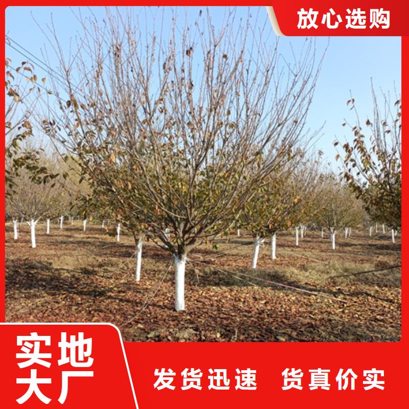 造型法桐产品规格介绍供应采购