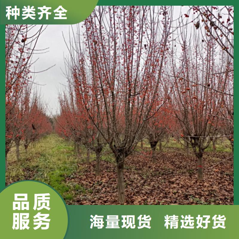 法桐_截杆发帽专心专注专业优质材料厂家直销