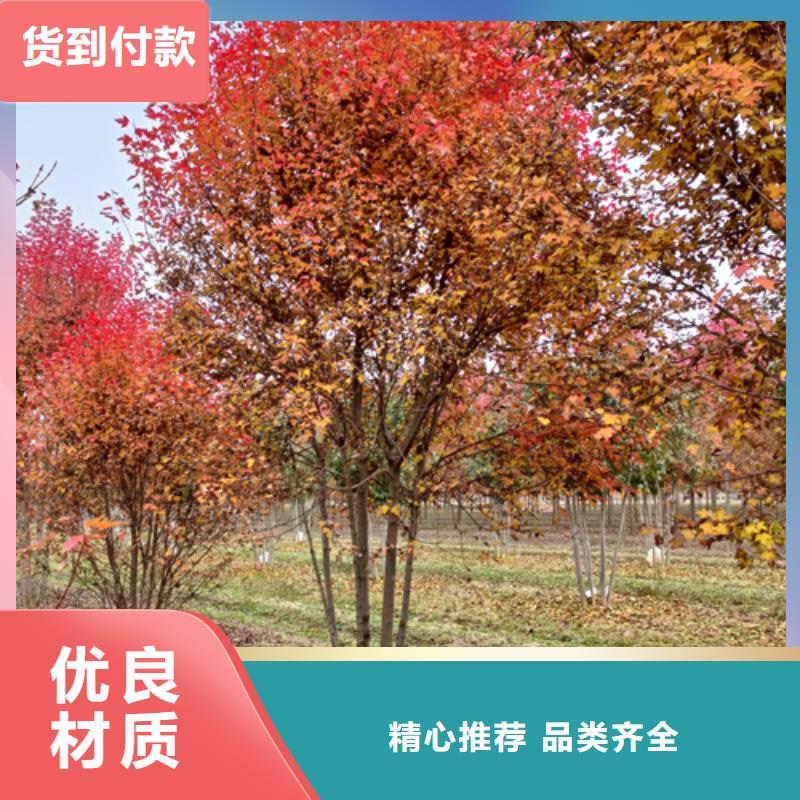 速生法桐本地供貨商當(dāng)?shù)厣a(chǎn)商